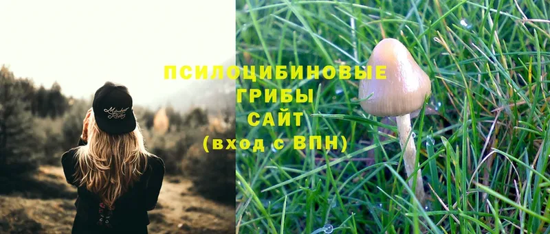 Псилоцибиновые грибы Psilocybe  цена наркотик  Великий Устюг 